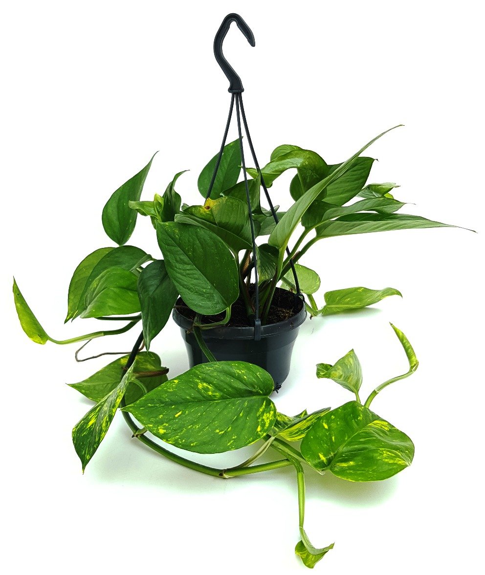 HBC Welcomes London House Plants To The Business Centre Harlow hbc-welcomes-london-house-plants-to-the-business-centre-harlow